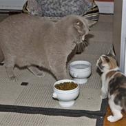 British Shorthair Aslan