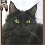 Maine Coon Chamberlains Union Square