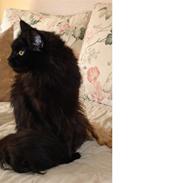 Maine Coon Chamberlains Union Square