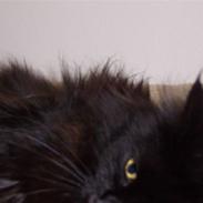 Maine Coon Chamberlains Union Square