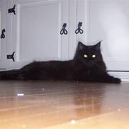 Maine Coon Chamberlains Union Square