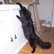 Maine Coon Chamberlains Union Square