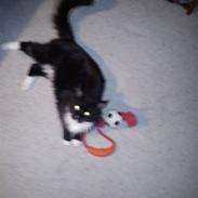 Maine Coon Mysterycoons Mums