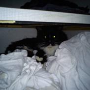 Maine Coon Mysterycoons Mums