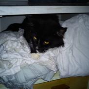 Maine Coon Mysterycoons Mums