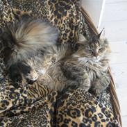 Maine Coon Mille