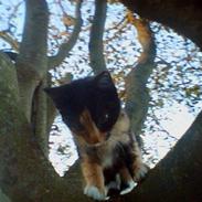 Blanding af racer Bettemus