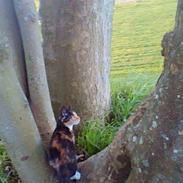 Blanding af racer Bettemus