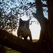 Blanding af racer Bettemus