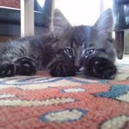 Blanding af racer  Nzurï Zhighan