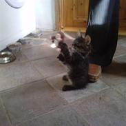 Blanding af racer  Nzurï Zhighan