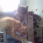 Blanding af racer  Nzurï Zhighan