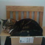 Blanding af racer Minsi