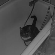 Blanding af racer Minsi