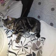 Blanding af racer Minsi