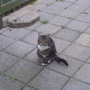 Blanding af racer Minsi