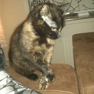 Blanding af racer Baby