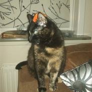 Blanding af racer Baby