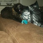 Blanding af racer Baby