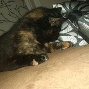 Blanding af racer Baby