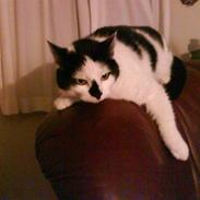 Huskat Plet "RIP" d. 21/3-2010 :(