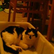 Huskat Plet "RIP" d. 21/3-2010 :(