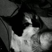 Huskat Plet "RIP" d. 21/3-2010 :(