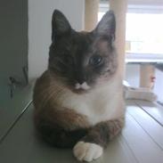 Blanding af racer Elvis