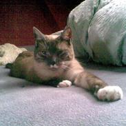 Blanding af racer Elvis