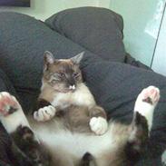 Blanding af racer Elvis