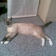 Blanding af racer Elvis