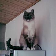 Blanding af racer Elvis