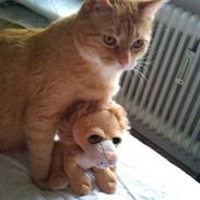 Huskat Garfield