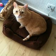Huskat Garfield