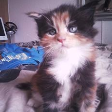 Maine Coon Nala R.I.P min skat<3