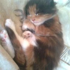 Maine Coon Nala R.I.P min skat<3