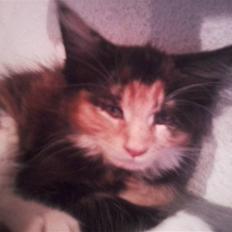 Maine Coon Nala R.I.P min skat<3