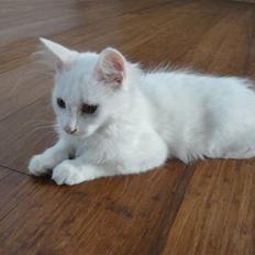 Maine Coon Sørøver Sally