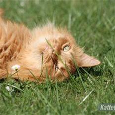 Blanding af racer Simba