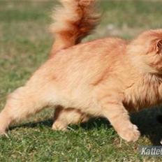 Blanding af racer Simba