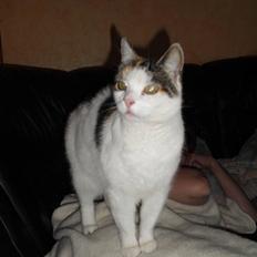 Blanding af racer Cervinagaard Ariel R.I.P