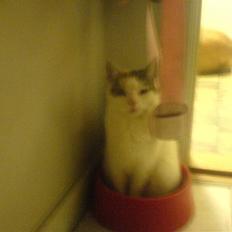 Blanding af racer Cervinagaard Ariel R.I.P