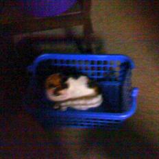 Blanding af racer Cervinagaard Ariel R.I.P