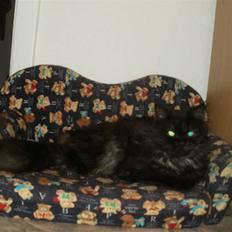 Blanding af racer Sandy Sov sødt min pige