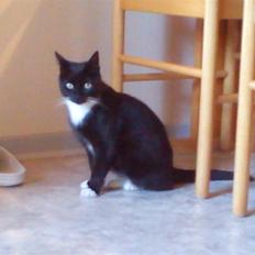 Blanding af racer Stortemis 