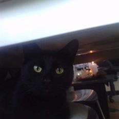 Huskat Poul R.I.P :'(