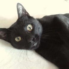 Huskat Poul R.I.P :'(