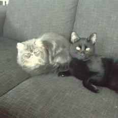 Huskat Poul R.I.P :'(