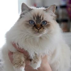 Hellig Birma DeLaCour's Amelié Gentiel