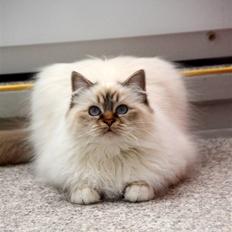 Hellig Birma DeLaCour's Amelié Gentiel